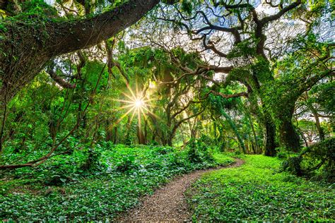 Maui's Enchanted Forests: A Photographer's Paradise